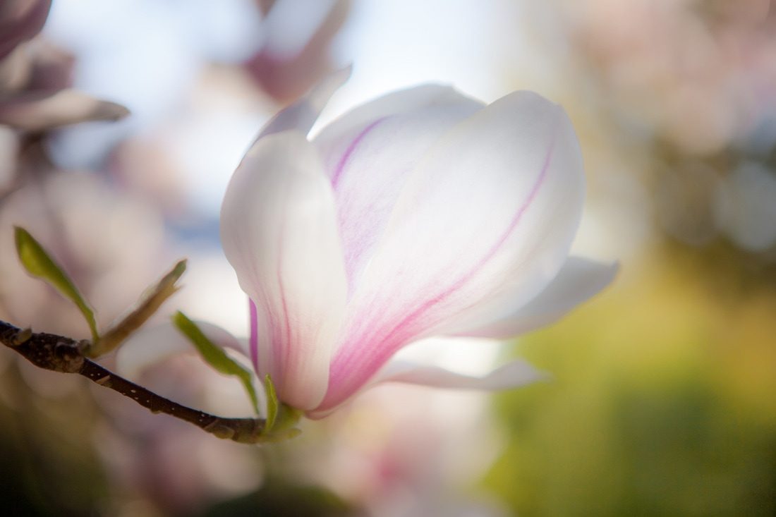 img-5090_1_orig